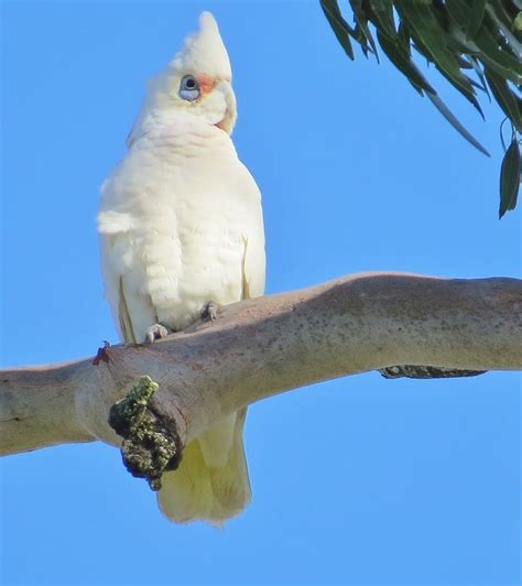 Little Corella Birds Corella Bird