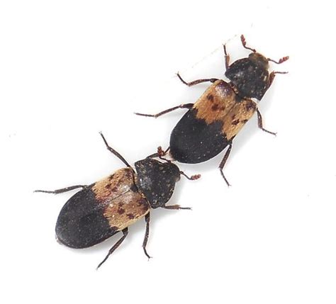 Dermestid Beetles - Bugs In Cyberspace