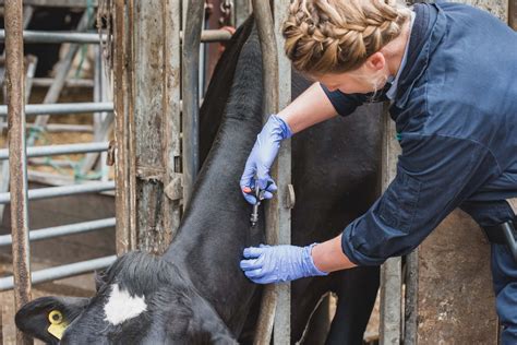 Bovine Tb Roll Out Of The Pcr Test Yes The Same Style Test Used To