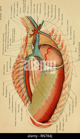 L Anatomie Du Cheval Un Guide De La Dissection Les Chevaux Les