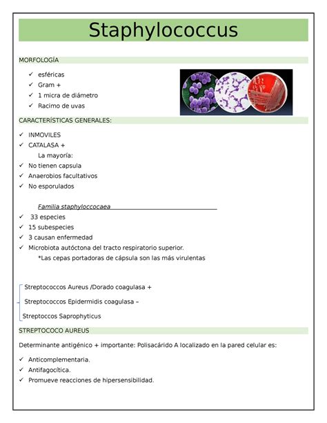 Staphylococos Resumen Staphylococcus Morfolog A Esf Ricas Gram