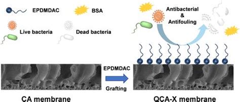 Improvement Of Antibacterial And Antifouling Properties Of A Cellulose