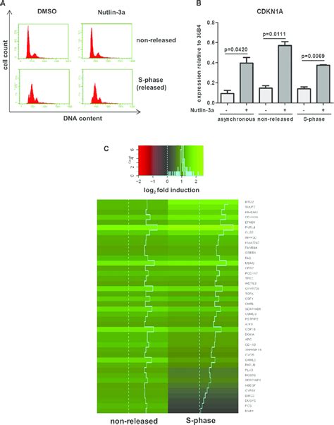 p53-Mediated Induction of Genes during S Phase | Download Scientific ... 
