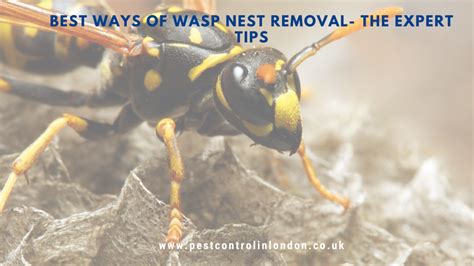 Best Ways Of Wasp Nest Removal The Expert Tips Pest Exterminators