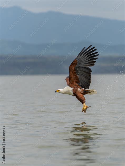 African Fish Eagle Haliaeetus Vocifer Brown Bird With White Head Fly