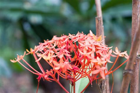 Flowers Ixora Rubiaceae - Free photo on Pixabay - Pixabay