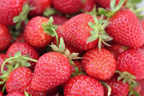 The Wonderful World Of Strawberry Varieties A Comprehensive Guide