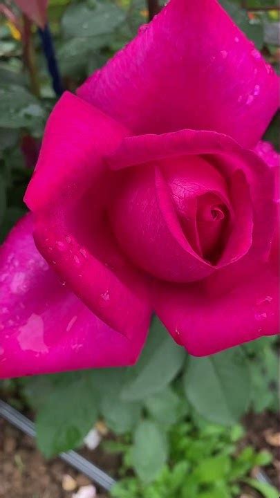 Пароле! Очень красивая роза - YouTube