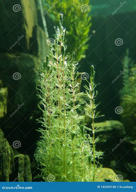 Aquatic, photosynthesis stock photo. Image of plants - 142342138