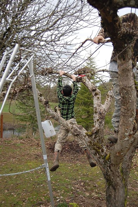 Fruit Tree Pruning – On The Banks of Salt Creek