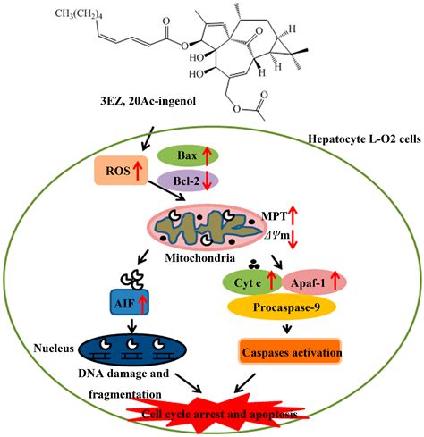 Molecules Free Full Text An Ingenol Derived From Euphorbia Kansui