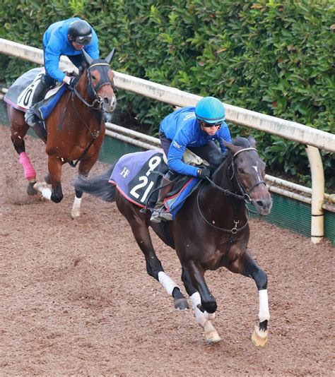 【東スポ杯2歳s】ファーヴェント万全 無傷2連勝で重賞初制覇へ 藤原師「期待している」 競馬ニュース Netkeiba