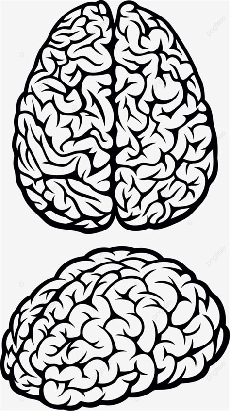 Cerebro Mente Inteligente Cerebro Vector PNG Dibujos Inteligente