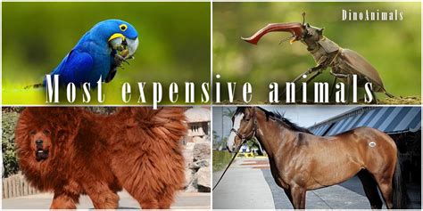 The most expensive animals – TOP 10 | DinoAnimals.com