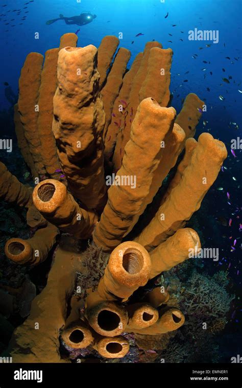 Tube Sponges In Coral Reef Porifera Walea Sulawesi Indonesia Stock