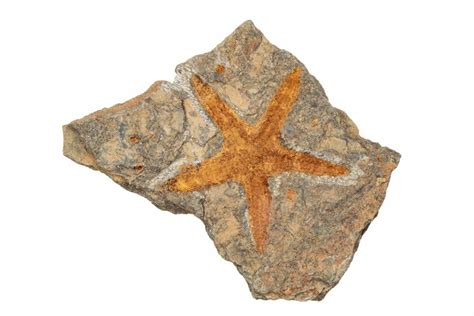 1 5 Ordovician Starfish Petraster Fossil Morocco 203531 For