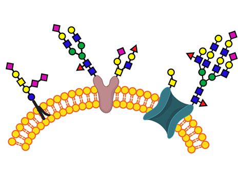 Cell Based Glycan Arrays For Probing Glycan Glycan Binding Protein