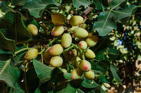 Best Pistachio Tree Nut Stock Photos, Pictures & Royalty-Free Images ...