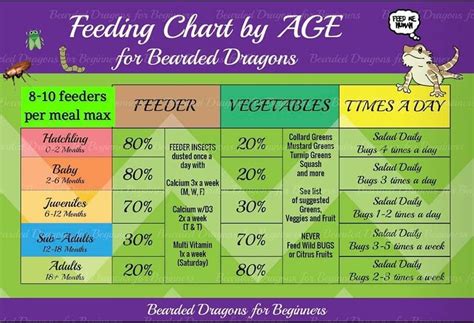 Bearded Dragon Info Feeding Schedule Chart | Bearded dragon, Bearded ...