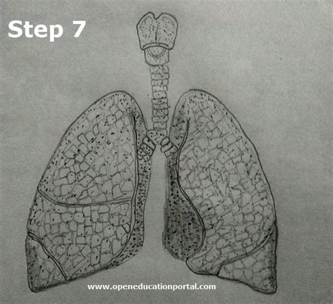 How To Draw Lungs Step By Step Guide To Draw The Lungs