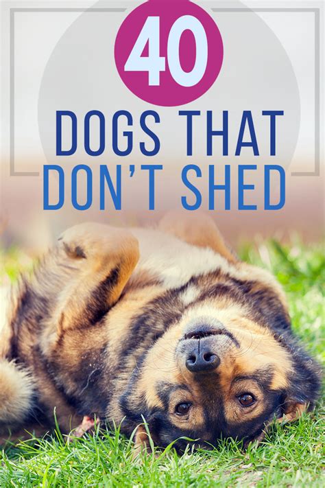 40 Dogs That Don’t Shed (Small, Medium, & Large Non Shedding Breeds)