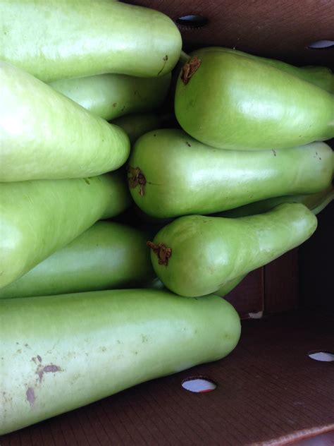 Bottle Gourd In Malay Angel Vegetable