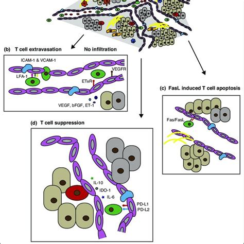 Pdf Targeting The Tumor Vasculature To Enhance T Cell Activity