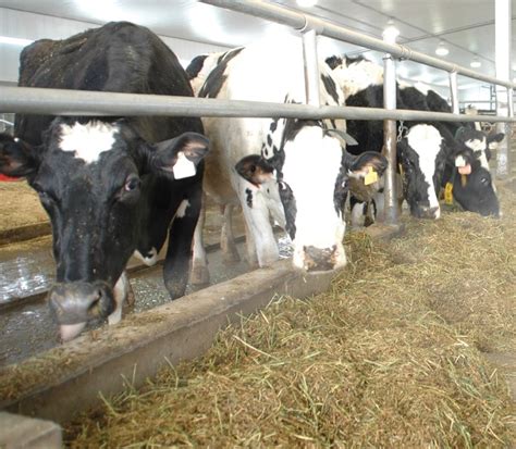 Feed Enough Potassium In Dairy Lactation Diets Grainews