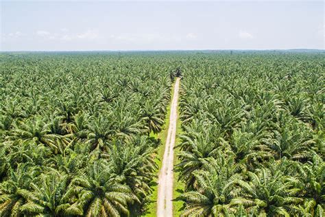 Waw Inilah Negara Penghasil Kelapa Sawit Terbesar Di Dunia Apakah