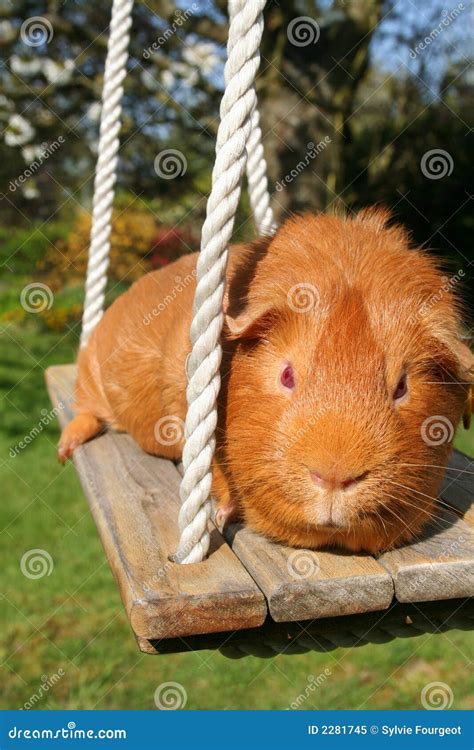 Guinea Pig On A Swing Royalty Free Stock Photo Image