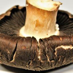 What Are Portobello Mushrooms Mycophilia