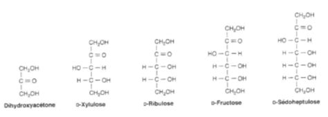 Les Glucides Cartes Quizlet