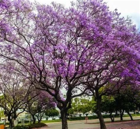 Jacaranda Tree Mimosifolia Etsy