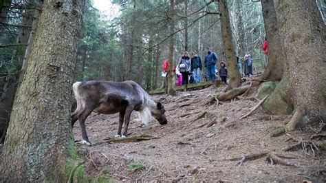 Randonnée découverte de la Ferme aux Rennes du Schantzwasen Le Tanet