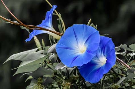 bindweed family (Family Convolvulaceae) · iNaturalist