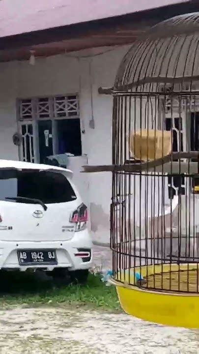 Suara Burung Pleci Kalimantan Gacor Sekalipersiapan Kawinlomba