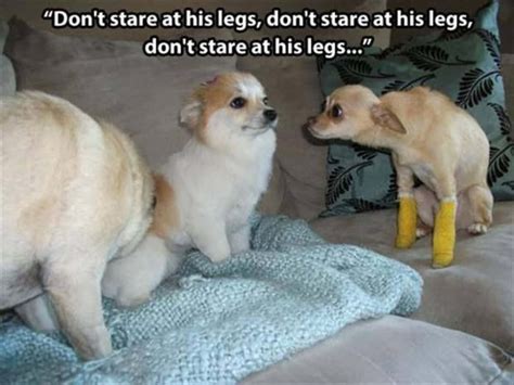 [200+] Funny Dog Picture | Wallpapers.com