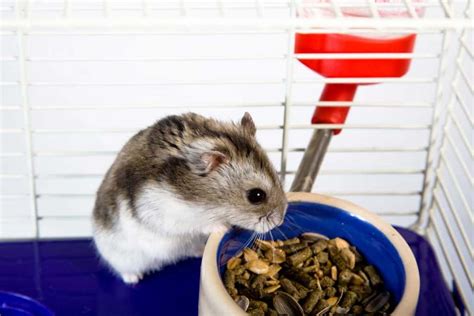 8 Awesome Hamster Cage Cleaning Tips – Hamsters101.com