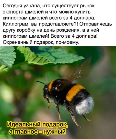 Мохнатый шмель... | Пикабу