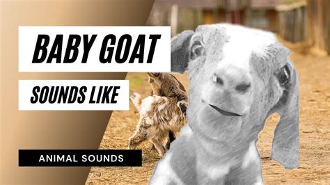 Baby Goat Sounds Like Baby Goat Sounds। Baby Goat Preaching Sounds