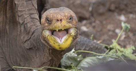 100 Year Old Tortoises Sex Drive Saved His Species From Extinction