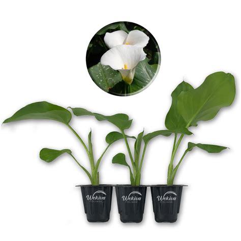 White Giant Calla Lily 3 Live Starter Plants In 2 Inch Pots