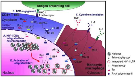 Activation of integrated HIV-1 LTR | Download Scientific Diagram 