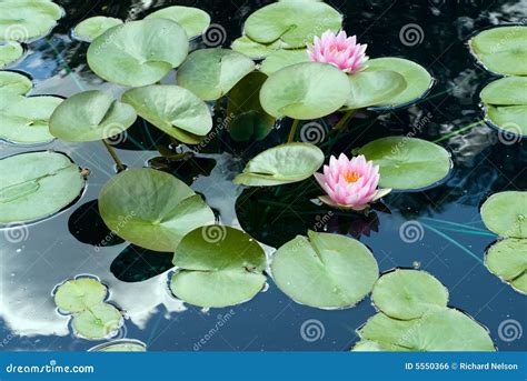 Lily Pads Stock Photo Image Of Surface Botanical Nature 5550366