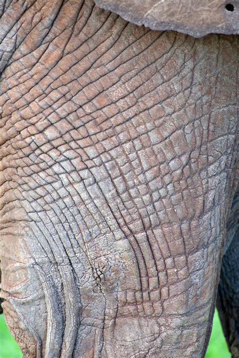 Why Elephants Don’t Shed Their Skin - The New York Times