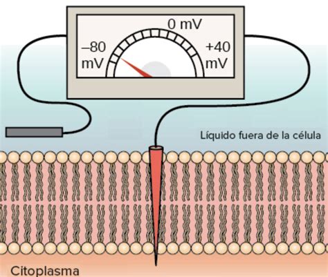 Potencial De Membrana Mapa Mental