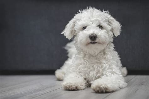 Are Bichon Frise Hypoallergenic? Explore the Answer!