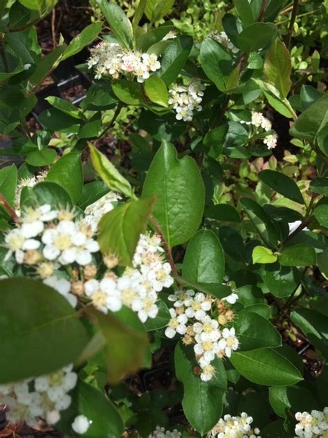 Aronia Viking Organic Chokeberry Plant Backyard Berry Plants