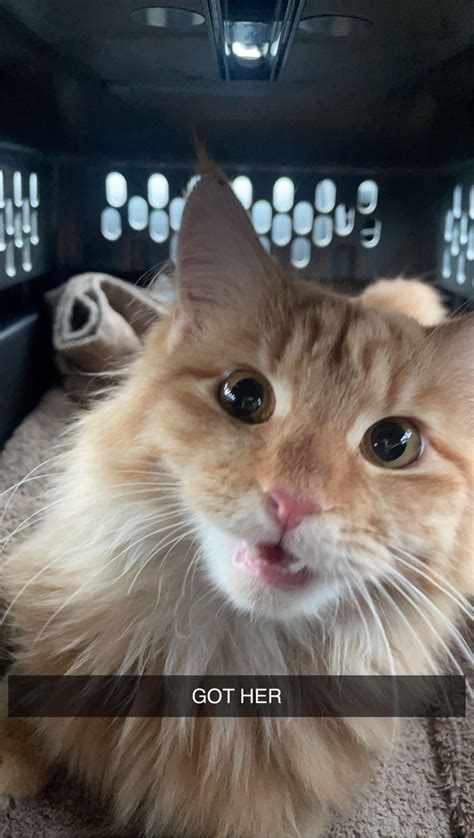 Evie likes toes, feathers and causing chaos : r/OneOrangeBraincell