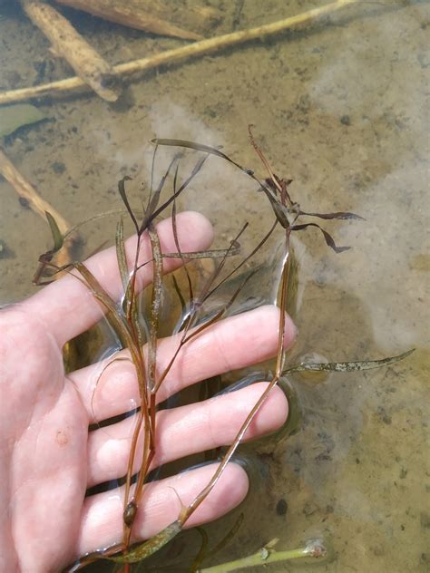 Grass Wrack Pondweed Adirondack Research Guidebook Inaturalist